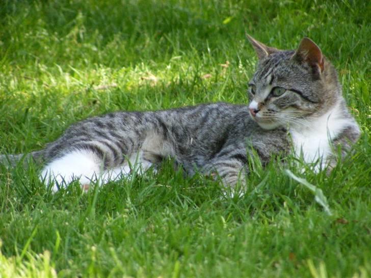 Blanding af racer Bølle billede 18