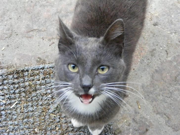 Huskat Klumbe  billede 1