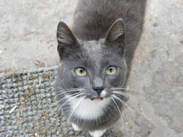 Huskat Klumbe  billede 2