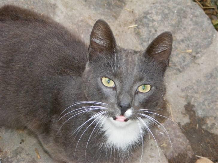 Huskat Klumbe  billede 3