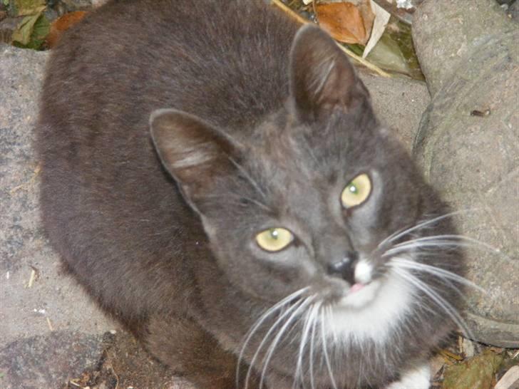 Huskat Klumbe  billede 4