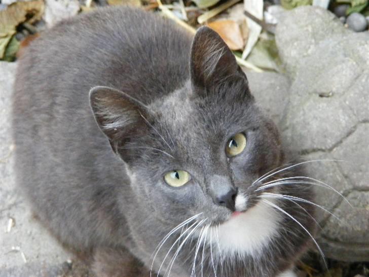 Huskat Klumbe  billede 5