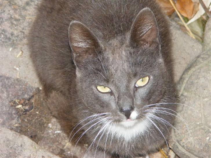 Huskat Klumbe  billede 6