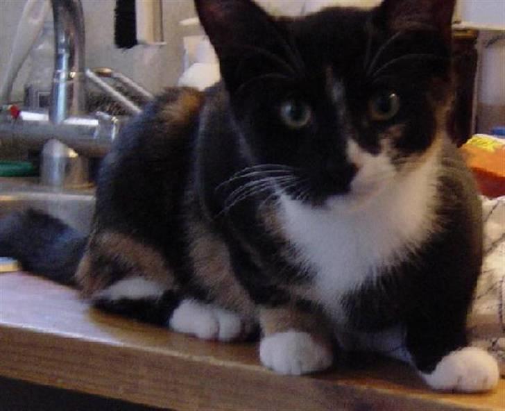 Huskat Madore - Øøh .. køkkenbord?? Jeg troede det var et nyt og spændende katte-sted!! billede 12