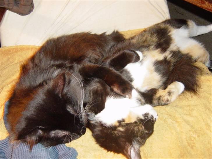 Huskat Madore - Afslapning med Memfis billede 13