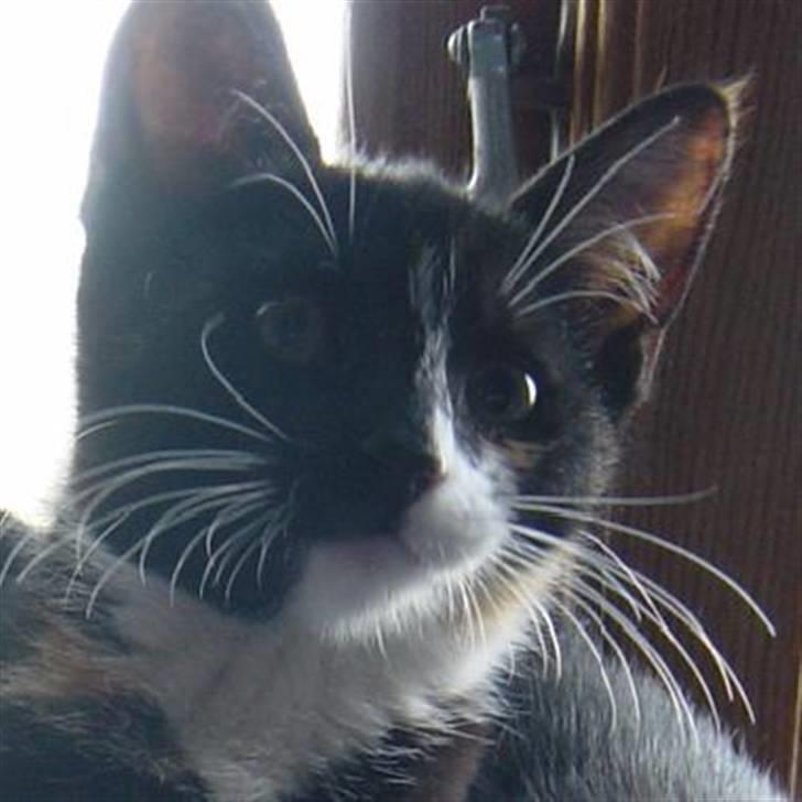 Huskat Madore - Ready for my close up ... WOAH!! Det var tæt på! billede 15