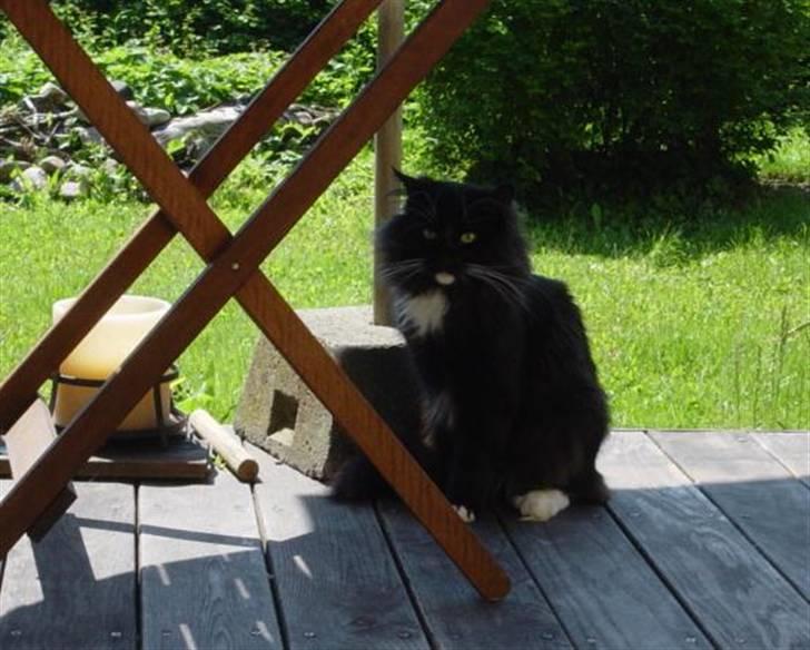 Norsk Skovkat Memfis - død 20/8-2015  født 12/5- - MIN have ..  billede 16