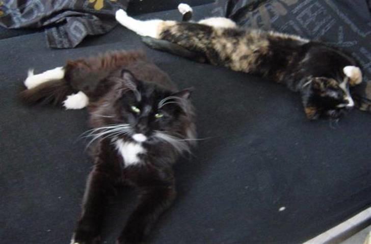 Norsk Skovkat Memfis - død 20/8-2015  født 12/5- - Næ .. dig er der ikke plads til ... (Madore i baggrunden) billede 17