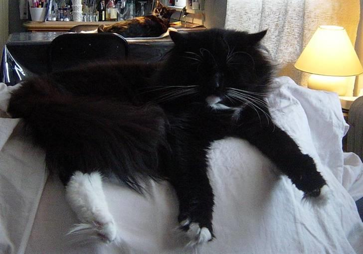 Norsk Skovkat Memfis - død 20/8-2015  født 12/5- - afslapning på sofaen (Madore i baggrunden) billede 18