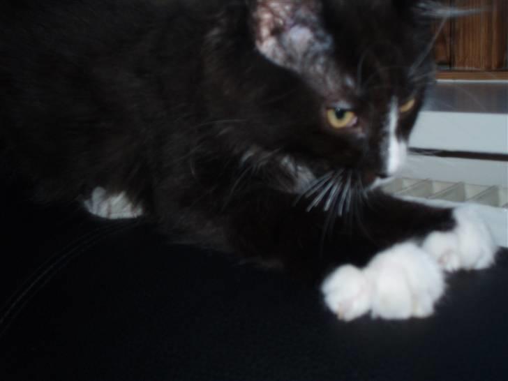 Maine Coon Teasy billede 14