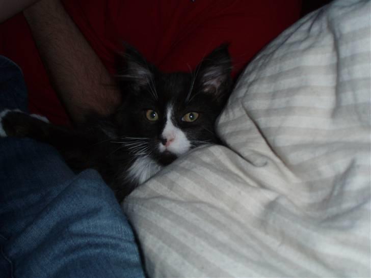 Maine Coon Teasy billede 15