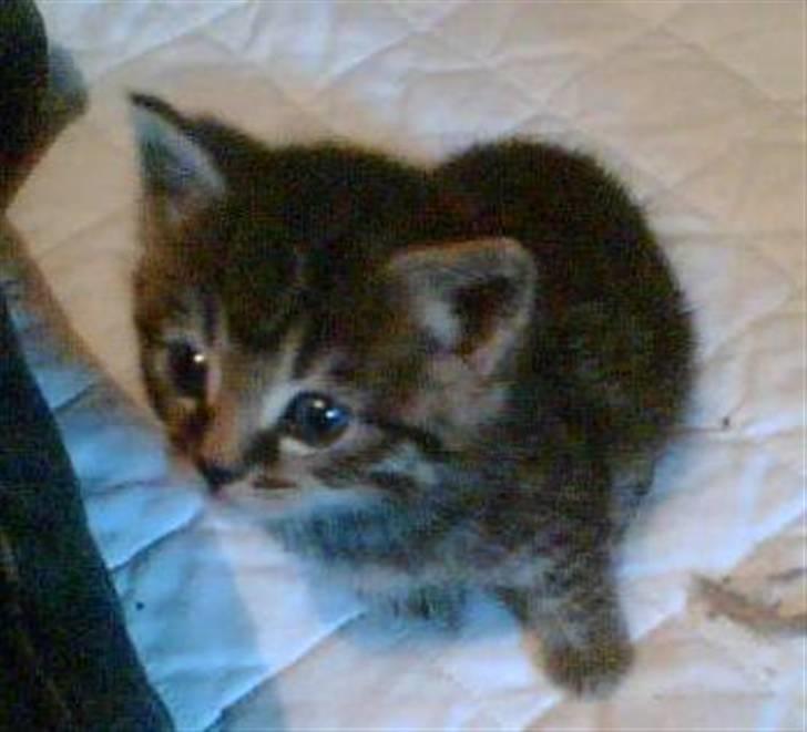 Blanding af racer Purken 07 - Purken <3 Min Tosse mis <3 billede 1