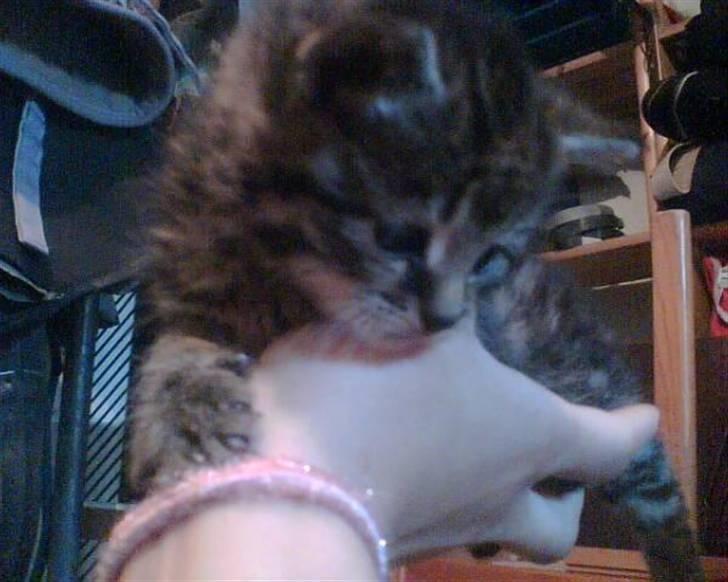 Blanding af racer Purken 07 - En dejlig håndfuld missekilling <3 billede 2