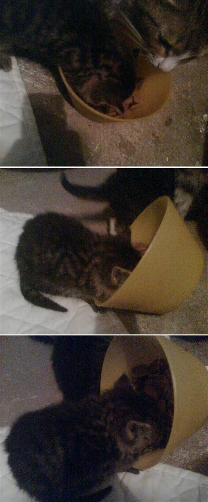 Blanding af racer Purken 07 - 1)Hmm, dejlig mad. 2)Ej, tror sgu jeg er nødt til at vælte skålen ellers kan jeg ikke nå. 3)Der kommer nok nogen senere og rydder op efter mig? billede 3