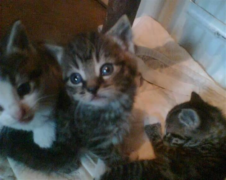 Blanding af racer Purken 07 - Purken og hans brødre Lilli Mis og Sebastian. billede 4