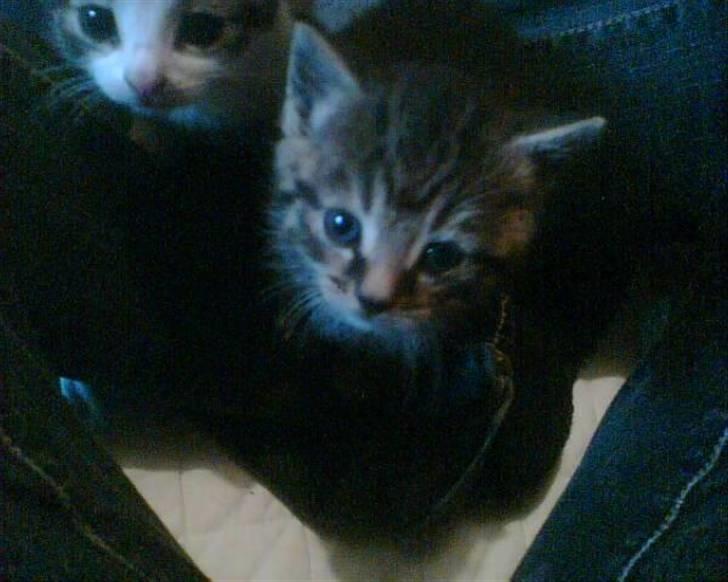 Blanding af racer Purken 07 billede 5