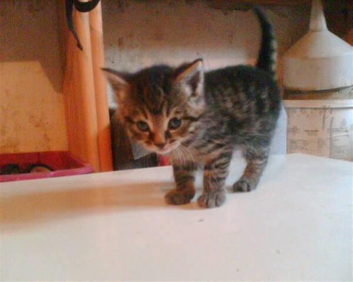 Blanding af racer Purken 07 billede 6