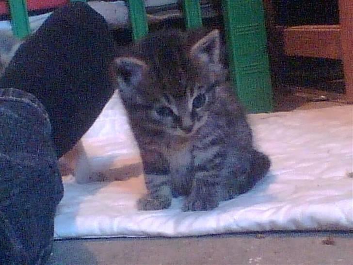 Blanding af racer Purken 07 billede 7