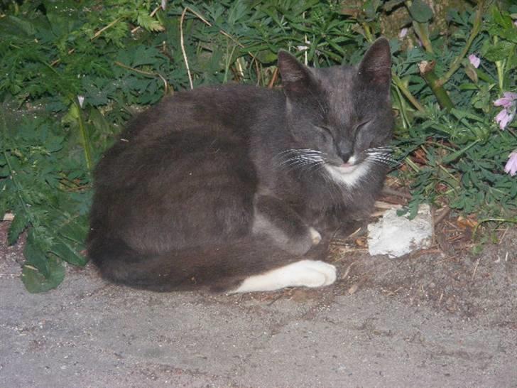 Huskat Klumbe  billede 7