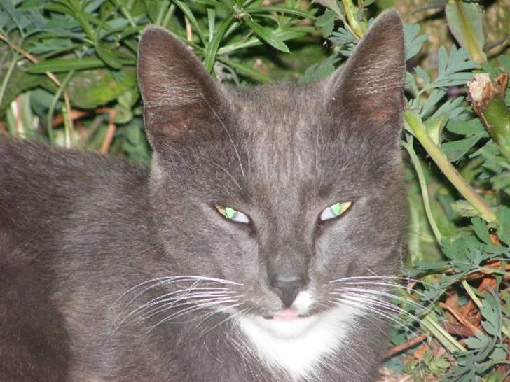 Huskat Klumbe  billede 8