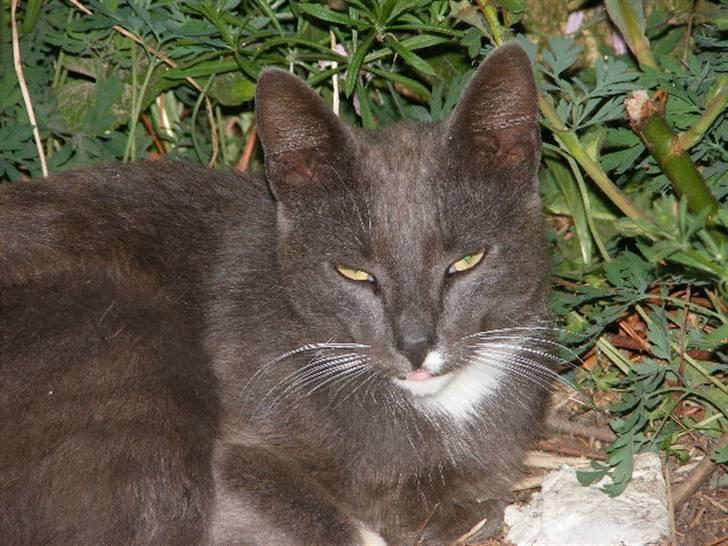 Huskat Klumbe  billede 10