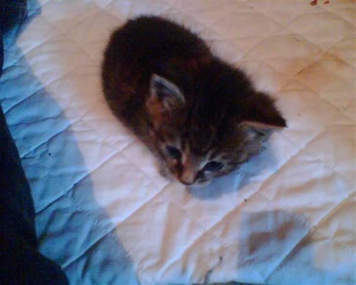 Blanding af racer Purken 07 billede 8