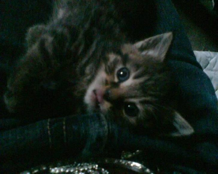 Blanding af racer Purken 07 billede 9