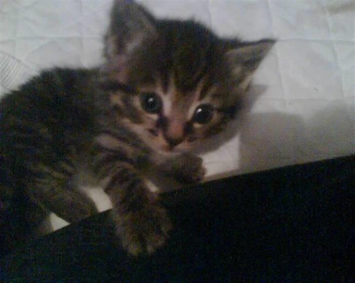 Blanding af racer Purken 07 billede 10