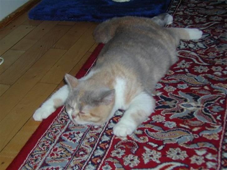 British Shorthair GODTEN  RIP 12/4-2010 - ja hun sover bare..ikke død billede 7