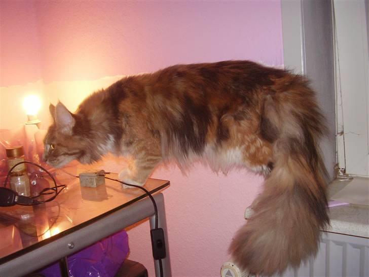 Maine Coon miss daisy billede 8