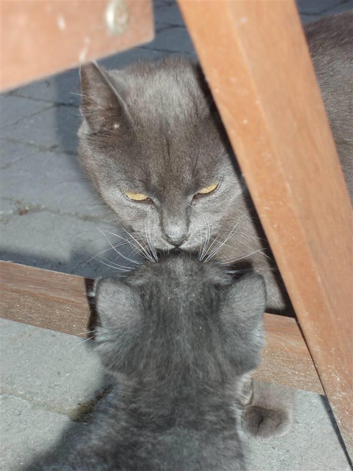 Blanding af racer Nimbus   billede 11