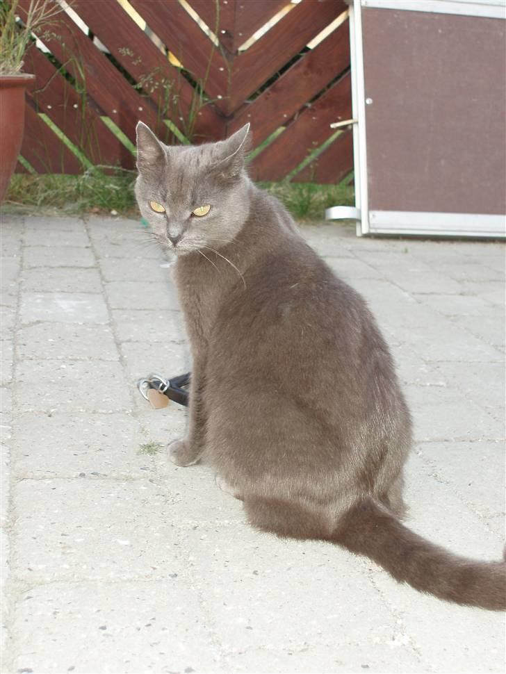 Blanding af racer Nimbus   billede 12