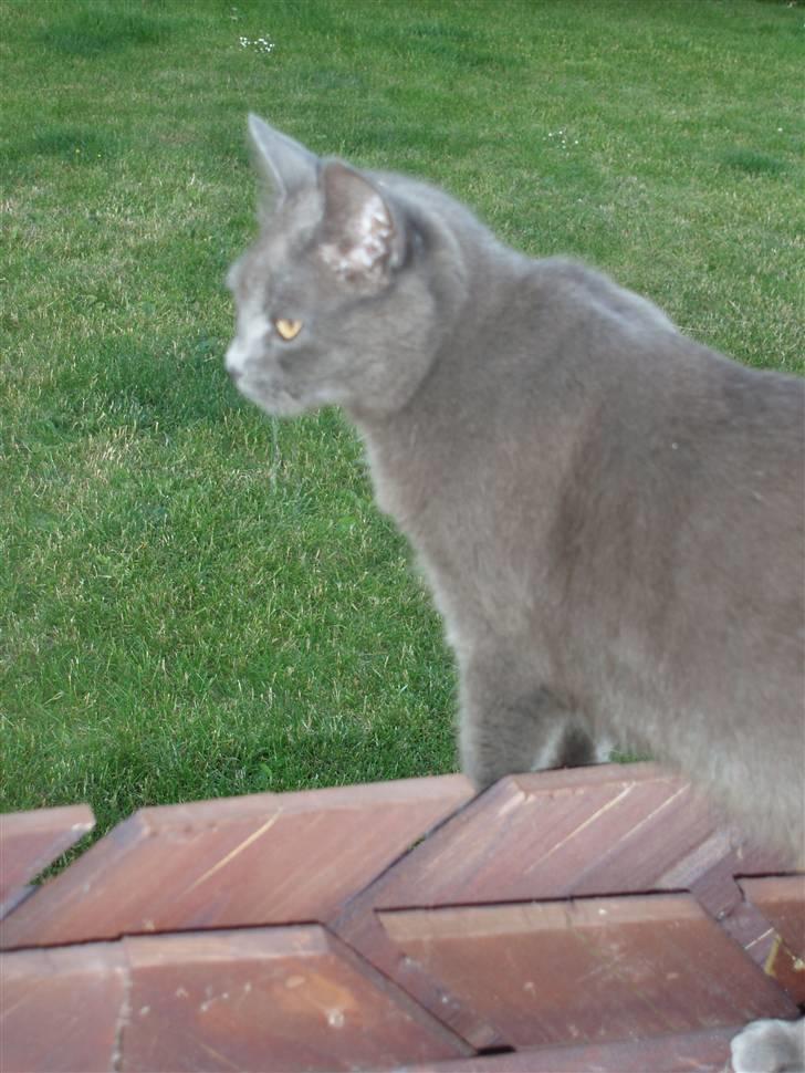 Blanding af racer Nimbus   billede 13