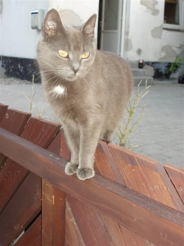 Blanding af racer Nimbus   billede 14