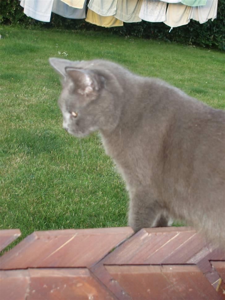 Blanding af racer Nimbus   billede 15