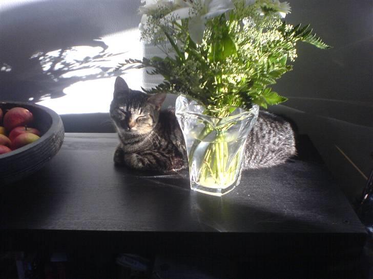 Huskat Piv billede 1