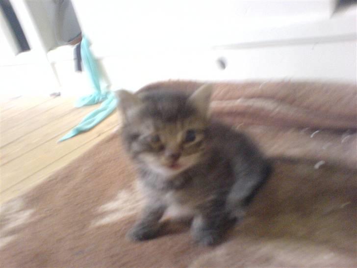 Huskat Piv billede 2