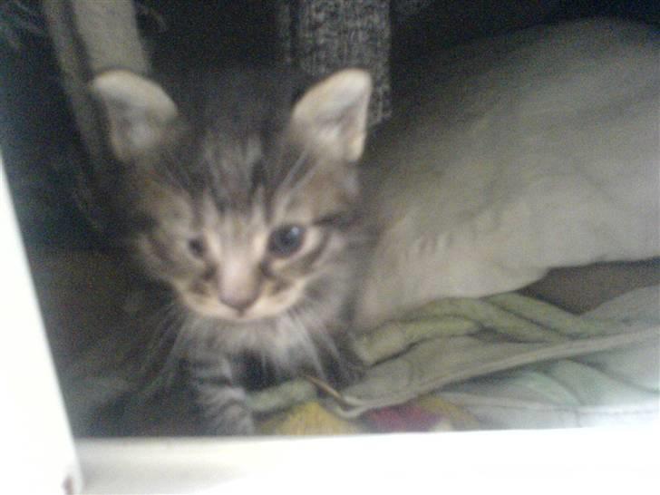 Huskat Piv billede 3