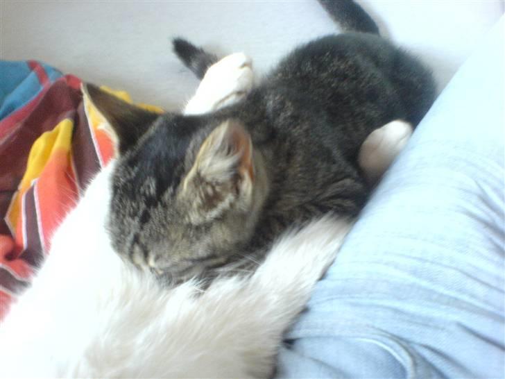 Huskat Piv billede 4