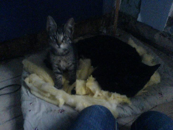 Huskat Piv billede 5