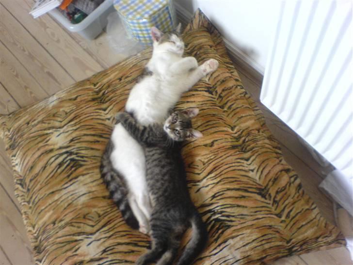 Huskat Piv billede 6