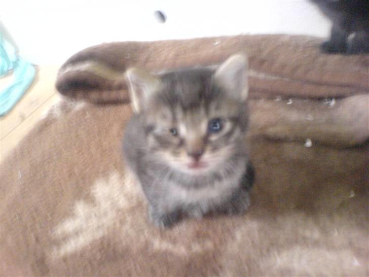 Huskat Piv billede 7