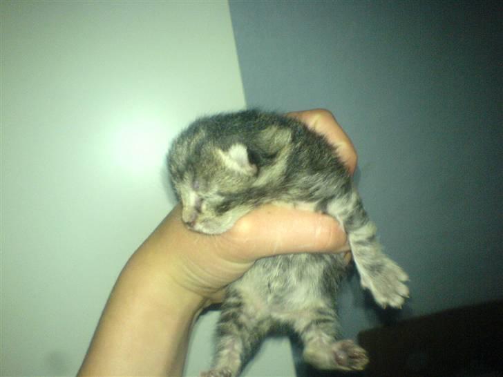 Huskat Piv billede 8