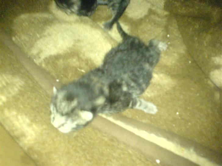 Huskat Piv billede 9