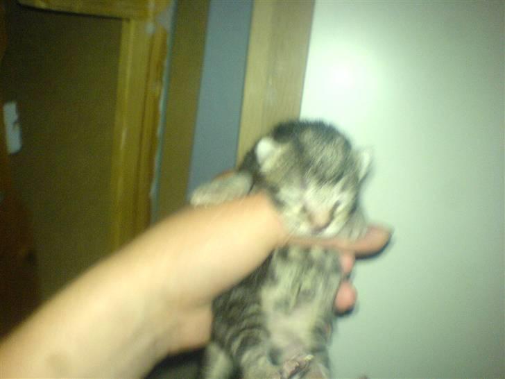 Huskat Piv billede 10