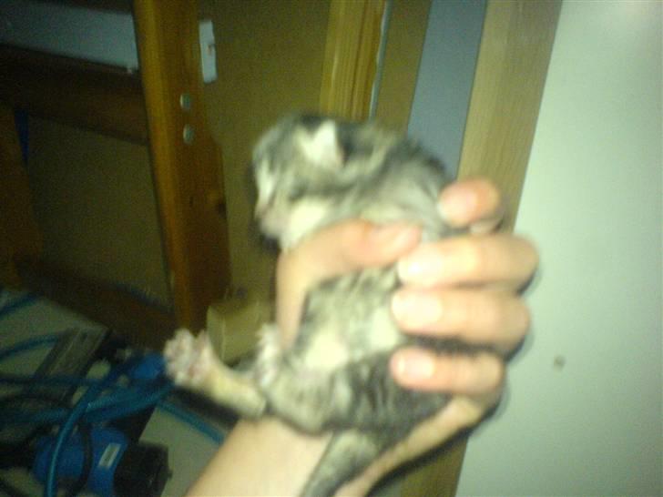 Huskat Piv billede 11