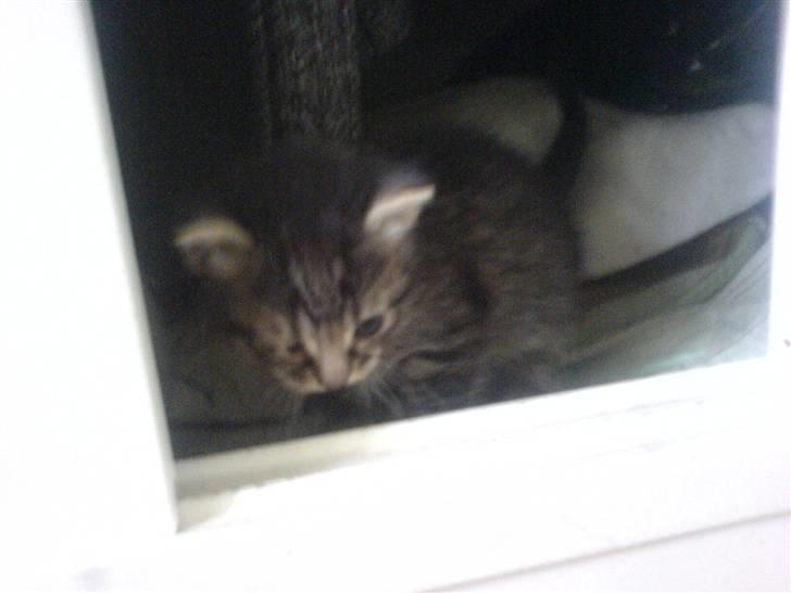 Huskat Piv billede 12