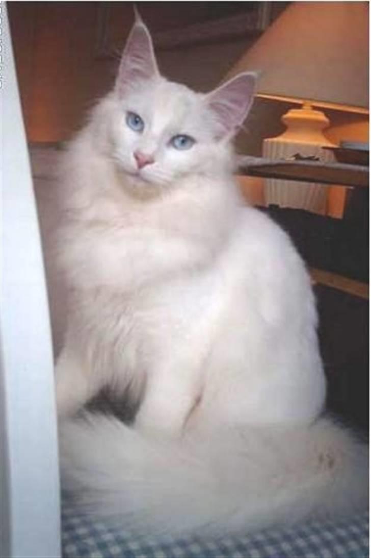 Norsk Skovkat DK Kj White Chokos Fnuggi billede 1