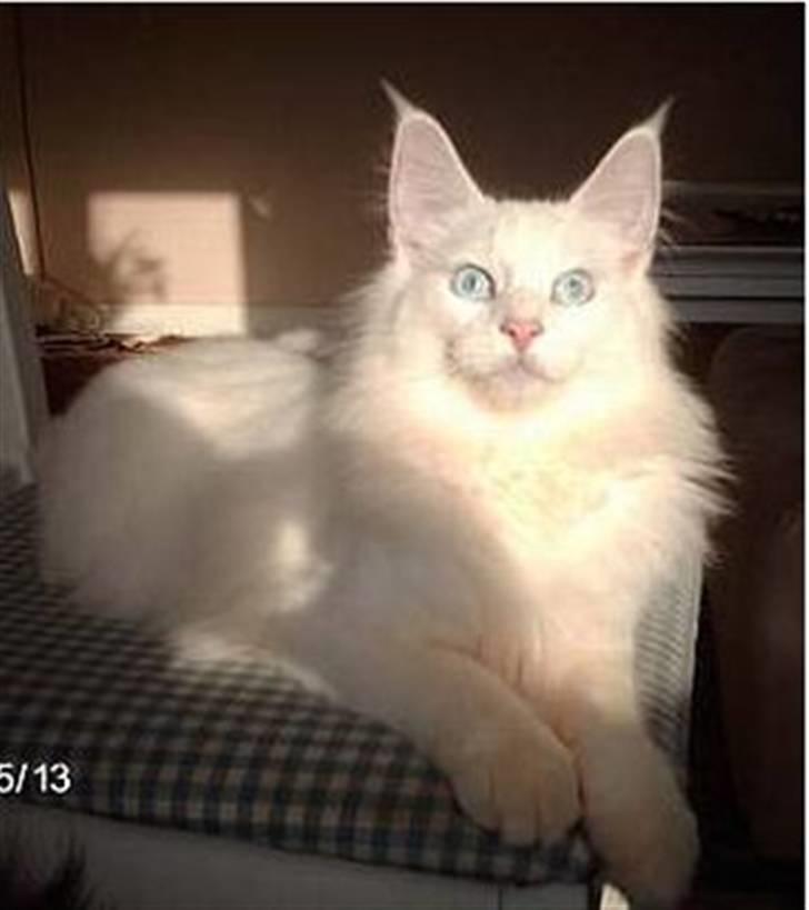 Norsk Skovkat DK Kj White Chokos Fnuggi billede 2