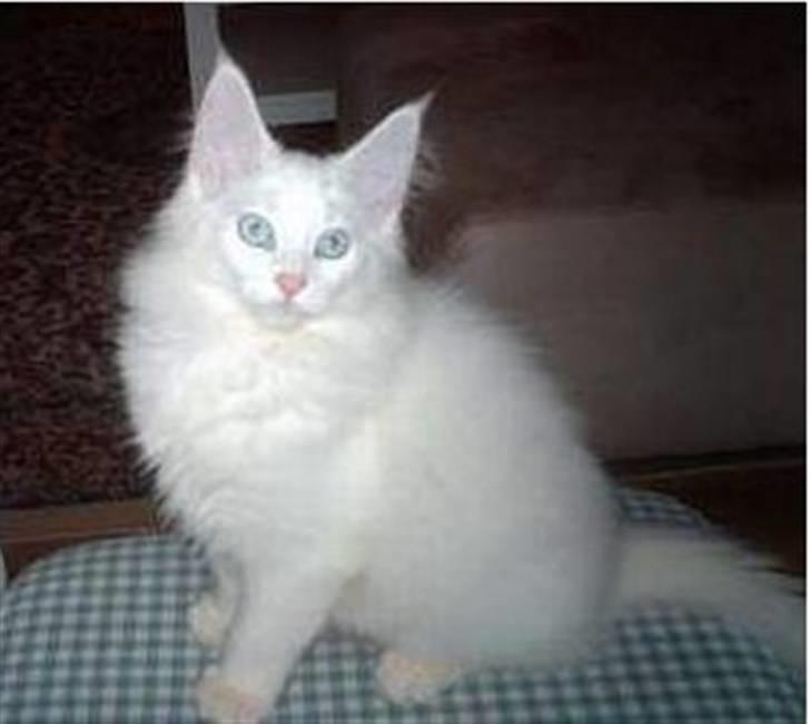 Norsk Skovkat DK Kj White Chokos Fnuggi billede 3